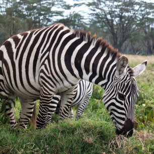 Zvířata v keňských parcích si na turisty téměř odvykla