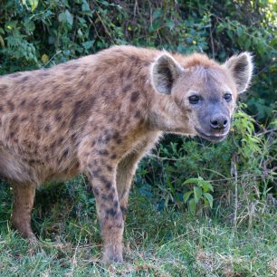 Zvířata v keňských parcích si na turisty téměř odvykla