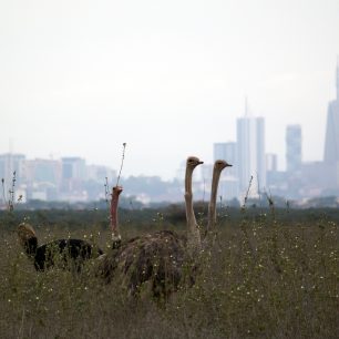 Divoká zvířata můžeme pozorovat již na okraji metropole Nairobi