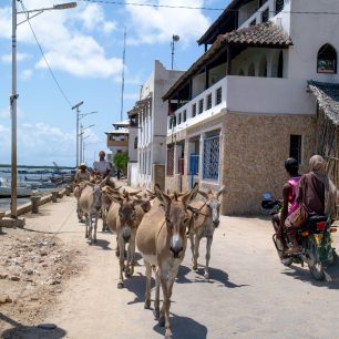 Osli v ulicích ostrova Lamu