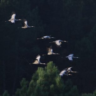 Arjanzax. Foto Petr Lumpe