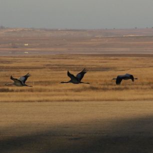 Gallocanta. Foto Petr Lumpe