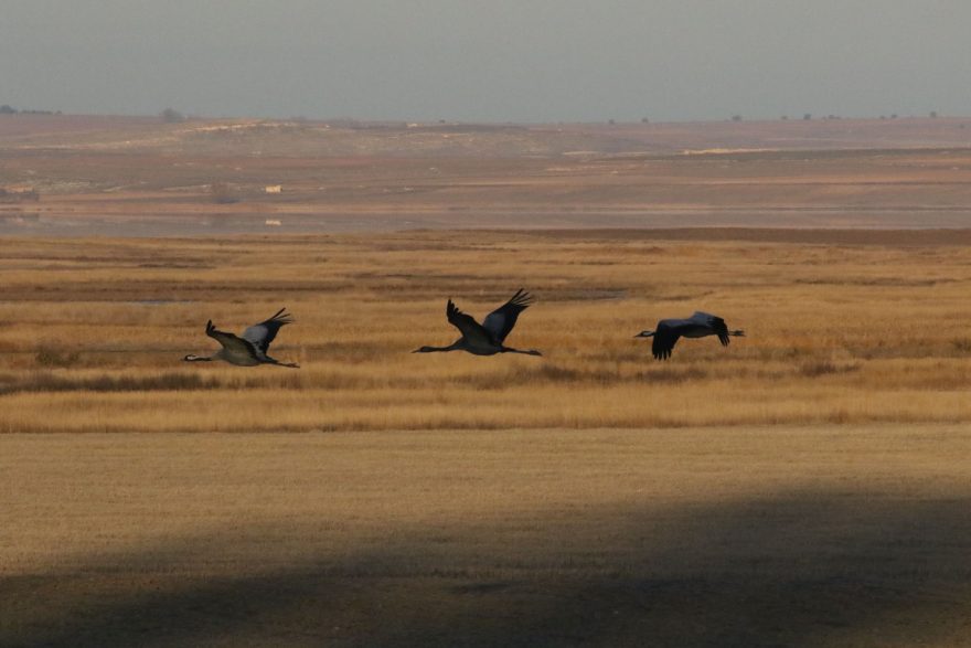 Gallocanta. Foto Petr Lumpe