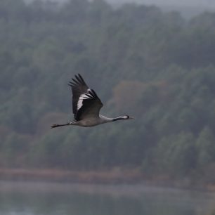 Jeřáb popelavý. Foto Marketa Ticháčková