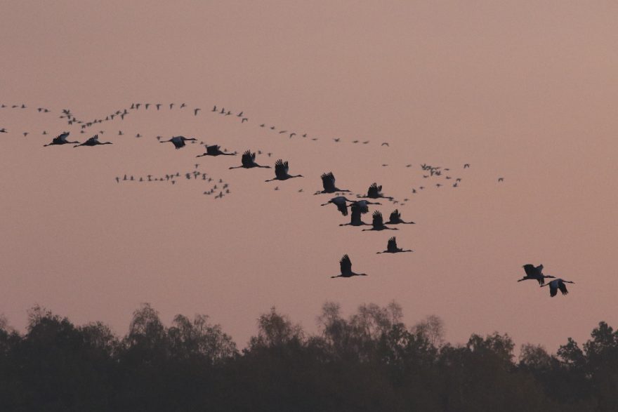 Barycz. Foto Petr Lumpe
