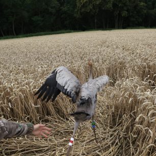 Jeřábí život. Foto Petr Lumpe