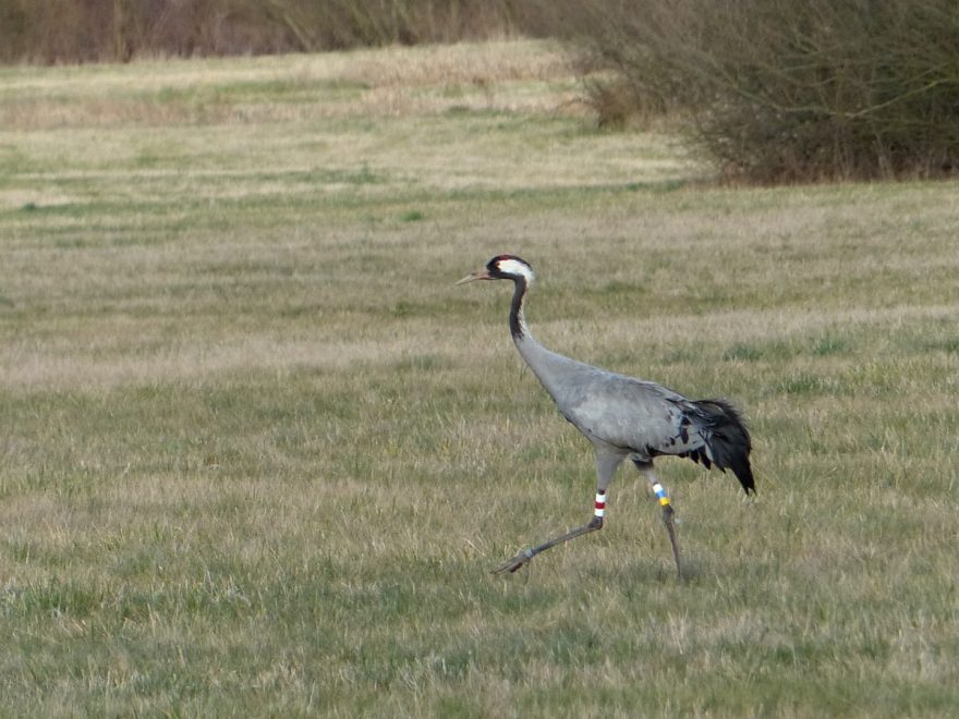 Jeřábí život. Foto Petr Lumpe