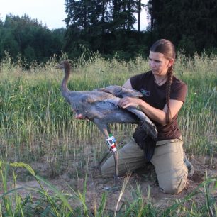Jeřábí život. Foto Petr Lumpe