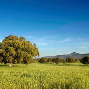 Západní Španělsko, Extremadura. Kraj, kde prý připadnou na jednoho obyvatele až tři ovce. Dominují mu lesy a louky o rozloze přes 20 000 km2. Souhrnně se tomuto biotypu říká dehesa. Nádherné duby cesmínovité a korkovníky, které po staletí upravovala lidská ruka tak, aby rostly do šířky, poskytují stín černým prasátkům, ze kterých se dělá pravá španělská šunka. Když Španělé toto území vybojovali zpátky na Maurech, oplocovali získané pozemky a vytvářeli ohrady, defensu neboli dehesu. Nekonečné lány kvetoucích luk a dubů, nekonečný prostor. Extremadura Tourist Board