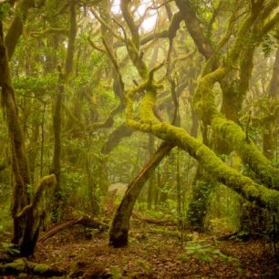 Pohoří Anaga se rozkládá na severovýchodě ostrova Tenerife. Vavřínový les je chráněnou biosférickou destinací. Na jeho okraji stojí malý kostelík s pomníkem na počest místních pošťáků, kteří se prodírali neschůdnými cestičkami strmého pohoří, aby donesli zásilky i do nejodlehlejších chalup. Zdroj: Promotur.