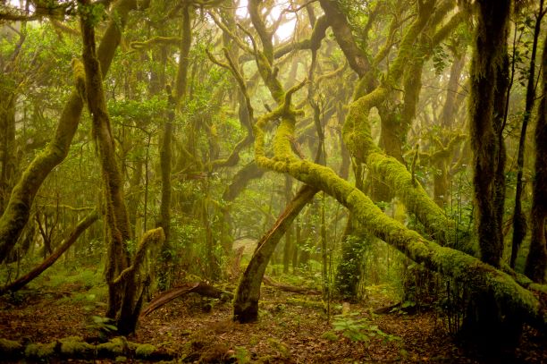 Pohoří Anaga se rozkládá na severovýchodě ostrova Tenerife. Vavřínový les je chráněnou biosférickou destinací. Na jeho okraji stojí malý kostelík s pomníkem na počest místních pošťáků, kteří se prodírali neschůdnými cestičkami strmého pohoří, aby donesli zásilky i do nejodlehlejších chalup. Zdroj: Promotur.