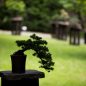 Slovo o japonských zahradách