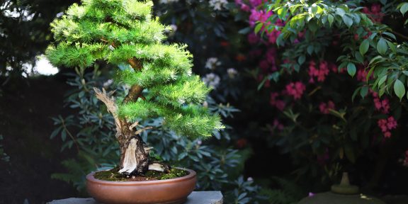 Objevte Japonsko v botanické zahradě v Troji