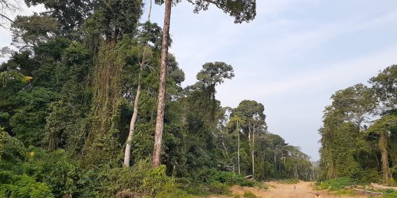 Zprávy z pralesa, Kongo: Cesta proti času