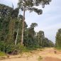 Zprávy z pralesa, Kongo: Cesta proti času