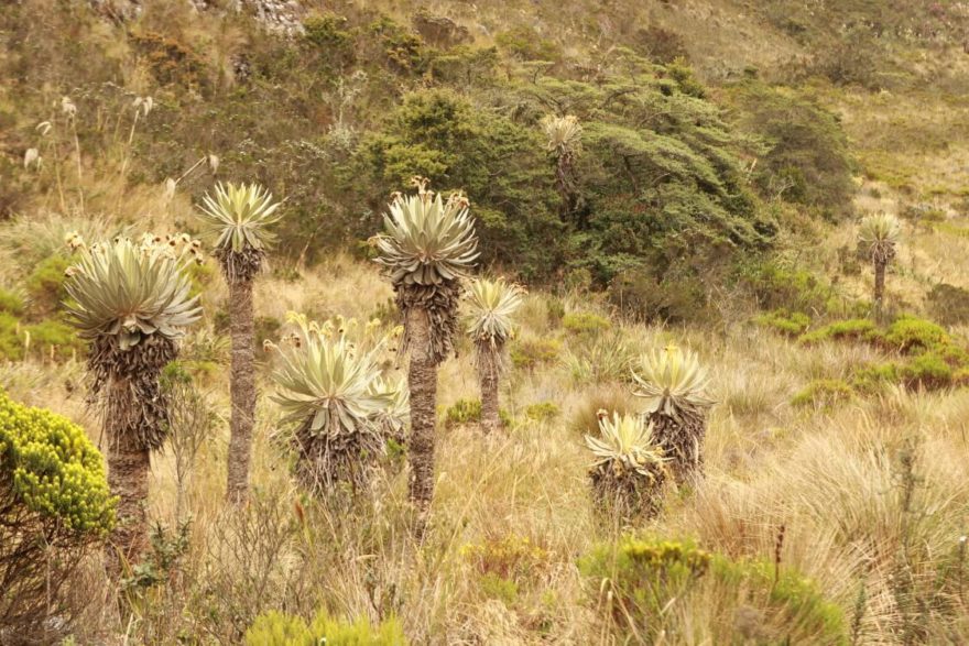 Paramo, Kolumbie, Foto: Kateřina Petríková