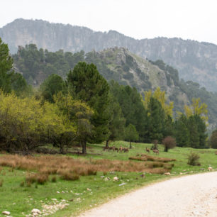 Ať už jdete po úzkých pěšinách nebo po širokých cestách, zvěř vám bude vždy dělat společnost, Sierras de Cazorla, Andalusie, autor: Michal Kroužel