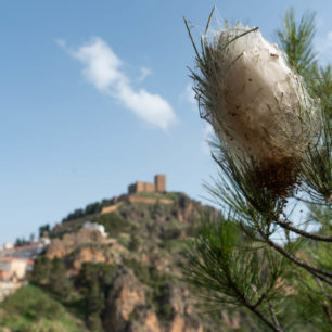 Kokon housenek, které mohou svými žahavými ostny zabít i větší zvíře, Sierras de Cazorla, Andalusie, autor: Michal Kroužel