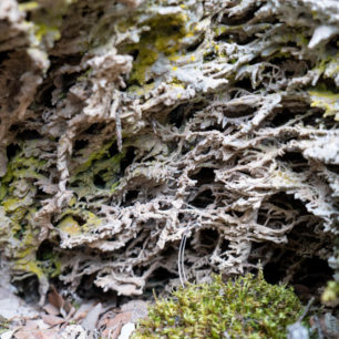 Kořeny pokryté vápencem vytvářejí miliony minikrápníků, Sierras de Cazorla, Andalusie, autor: Michal Kroužel