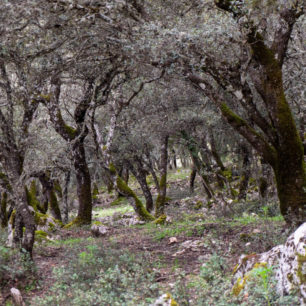 Lesy jsou tu husté a plné neopadavých dubů, Sierras de Cazorla, Andalusie, autor: Michal Kroužel
