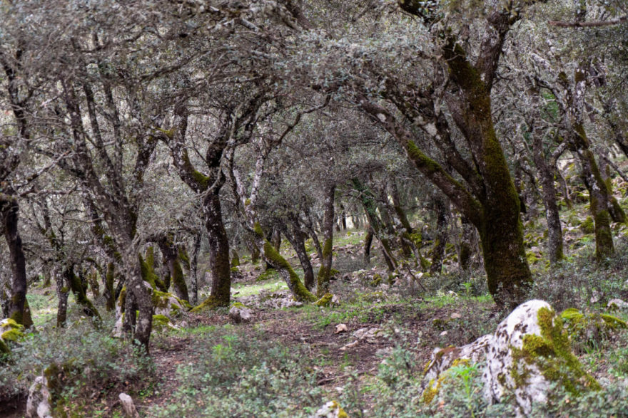 Lesy jsou tu husté a plné neopadavých dubů, Sierras de Cazorla, Andalusie, autor: Michal Kroužel
