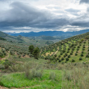 Sady olivovníků vás v Andalusii neopustí ani v horách, Sierras de Cazorla, Andalusie, autor: Michal Kroužel