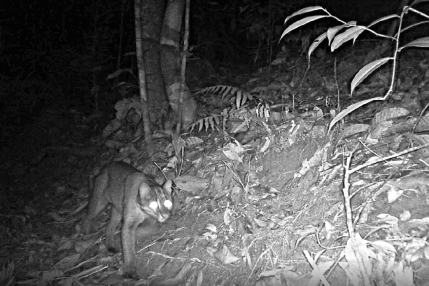 Kočka Temminckova (Catopuma temminckii) zachycená na fotopasti, foto: Lucie Čižmářová