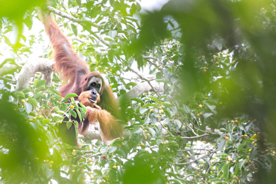 Orangutan sumaterský (Pongo abelii) pozorovaný Kukang týmem v pralese na Sumatře, foto Lucie Čižmářová