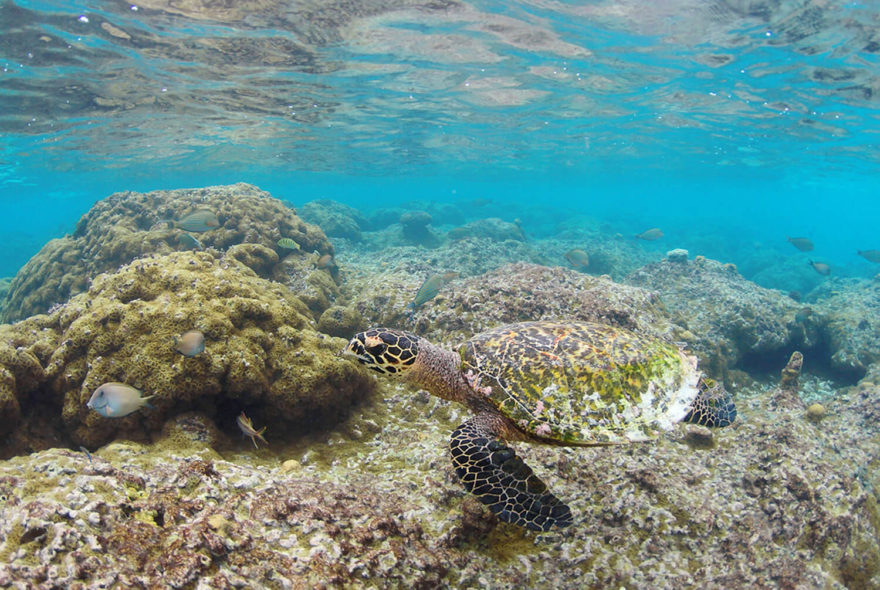 Korálové bloky a želva (Hawksbill Turtle) u Thoddoo, Alif Alif atol, Maledivy, foto: Lucie Mohelníková