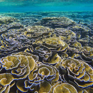 Zlaté zelí nebo růže (Pale Leaf Cabbage Coral) Garden u Fulhadhoo na Goidhoo atolu, Maledivy, foto: Lucie Mohelníková