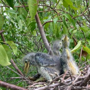 Hnízdící volavky, Alankuda, Srí Lanka, autor: Martin Dlabač