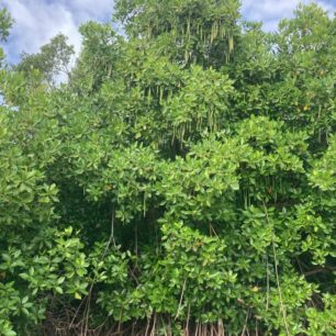 Mangrovy, Alankuda laguna, Srí Lanka, autor: Martin Dlabač