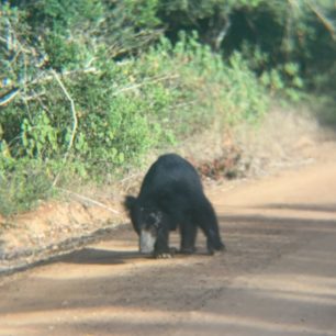 Medvěd pyskatý Wilpattu, Srí Lanka, autor: Martin Dlabač