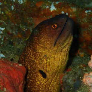 Muréna, Alankuda, Srí Lanka, autor: Martin Dlabač