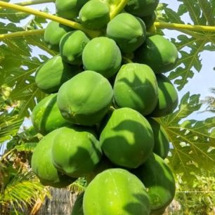 Papaya, Dune Towers, Srí Lanka, autor: Martin Dlabač