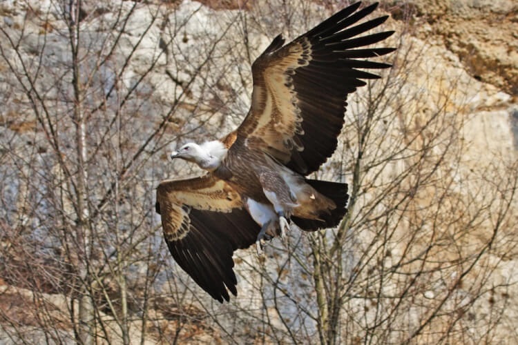 Ptačí dravec, Sierra Norte, Andalusie, autor: Turespaňa
