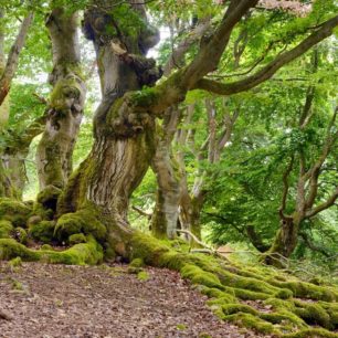 NP Kellerwald-Edersee, Hutewald Halloh, autor: GNTB