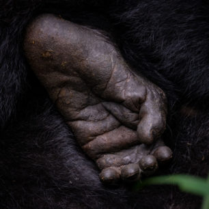Detailní záběr nohy mladé gorily, Národní park Bwindi, Uganda