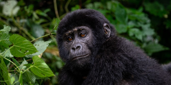 Reportáž: Výprava za gorilami do Ugandy