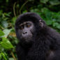 Reportáž: Výprava za gorilami do Ugandy