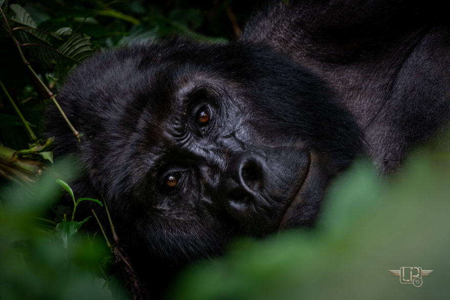 Silverback Muyambi (vůdce rodiny), Národní park Bwindi, Uganda