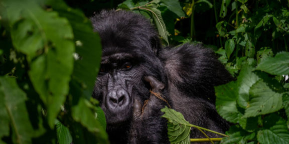 Gorila horská v hlubokém zeleném středu Afriky