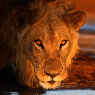 Lev pustinný, Botswana, autor: Petr Slavík