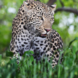 Levhart africký, Namibie, autor: Petr Slavík