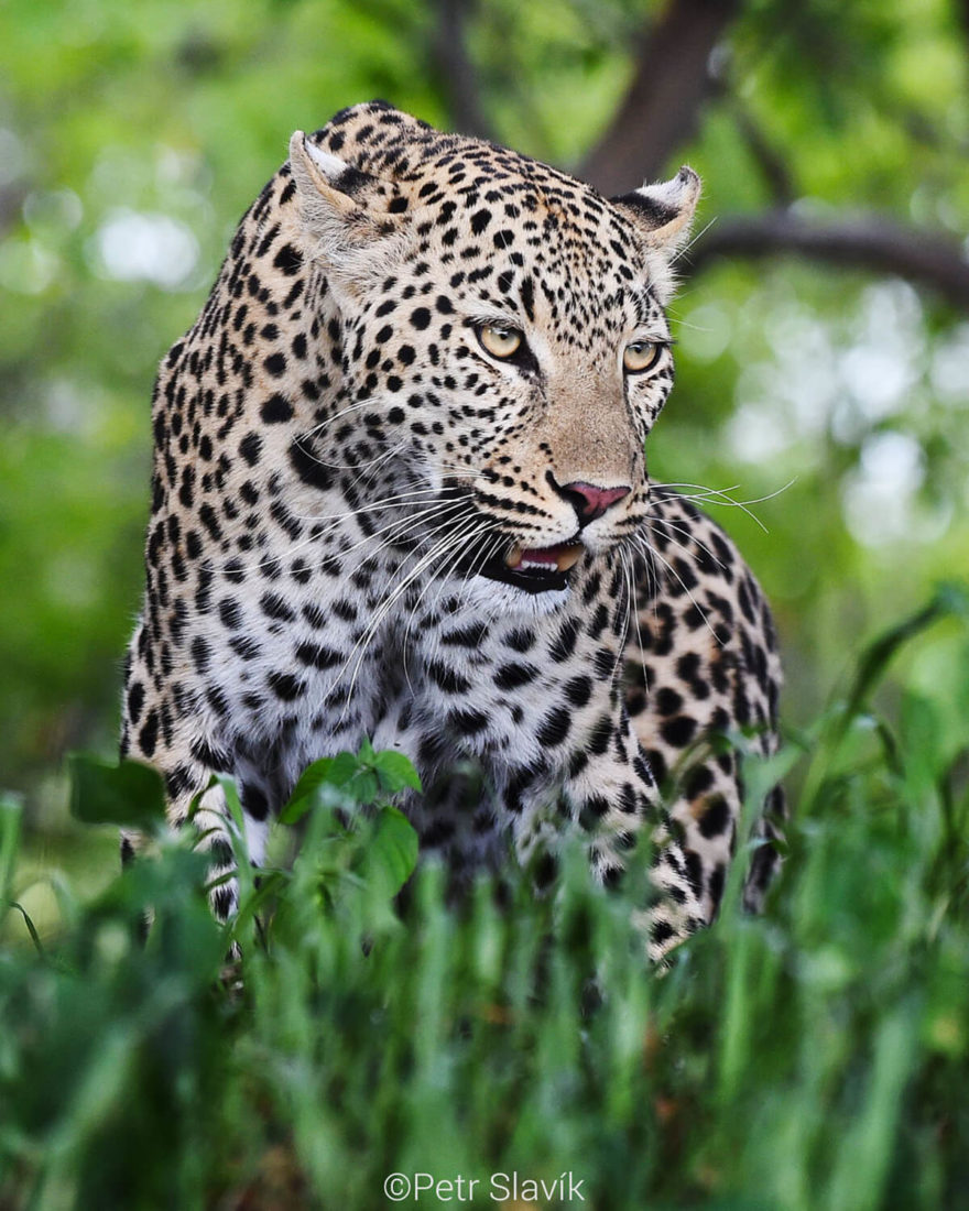Gepard, Namibie, autor: Petr Slavík