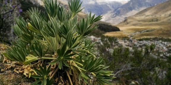 Zelené pouště Pucallpa