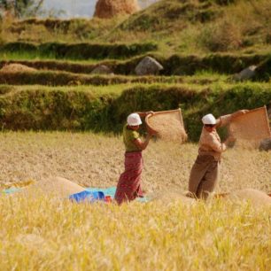 Podzimní sklizeň rýže, Bhútán, autor: Kateřina Jablonská Lhotová