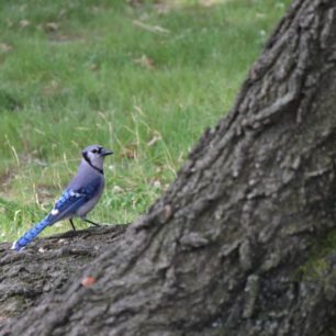 Work and Travel, USA, Blue Jay aka sojka severoamerická, autor: Jakub Kapoun