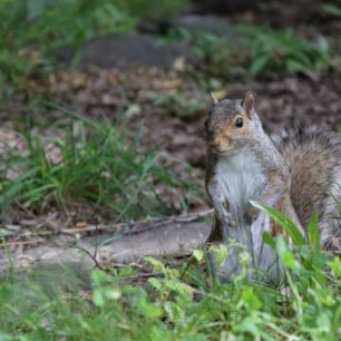Work and Travel, USA, Veverky v Central parku jsou extrémně fotogenické, autor: Jakub Kapoun