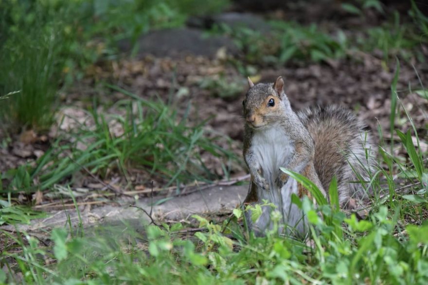 Work and Travel, USA, Veverky v Central parku jsou extrémně fotogenické, autor: Jakub Kapoun